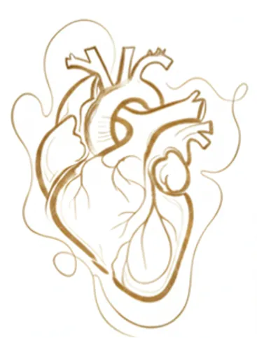 Goudkleurige line-art illustratie van een anatomisch hart met zachte energie-lijnen, symbool voor voelen, emotionele verbinding en lichaamsbewustzijn binnen The Art of Self.Love (TAOSL).