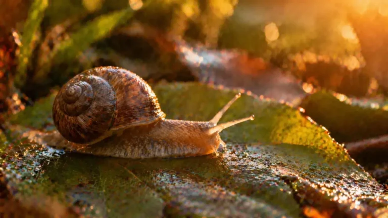 slak die langzaam over een blad beweegt in warm licht als metafoor voor jezelf niet vertrouwen