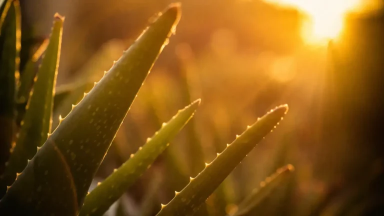 Zacht zonlicht dat door groene bladeren schijnt, symbool voor rust, vertraging en natuurlijke energie