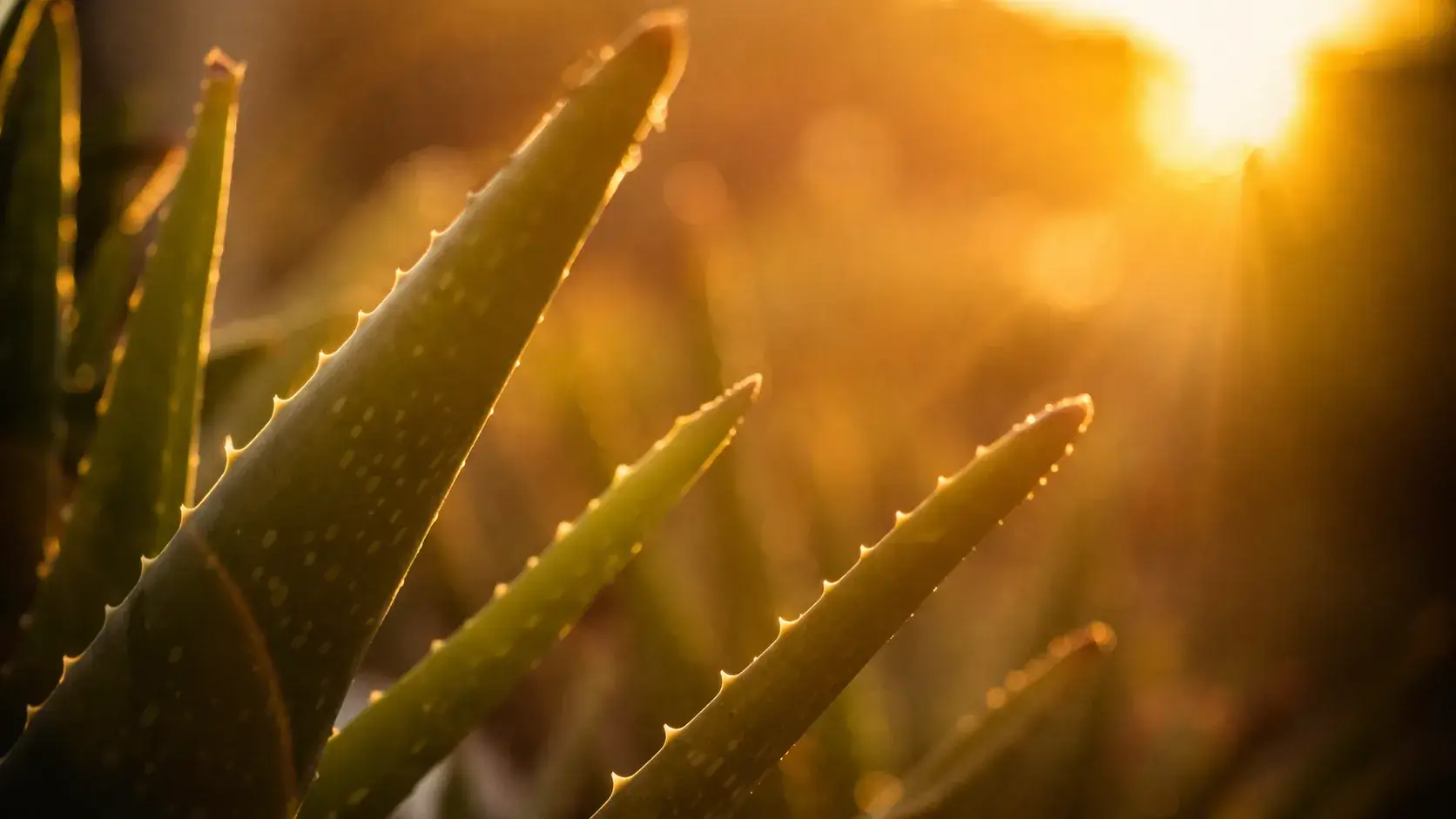 Zacht zonlicht dat door groene bladeren schijnt, symbool voor rust, vertraging en natuurlijke energie