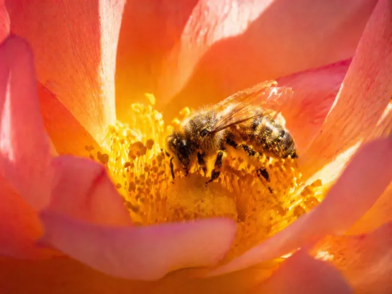 bij in bloem met warm licht als metafoor voor twijfelen aan jezelf