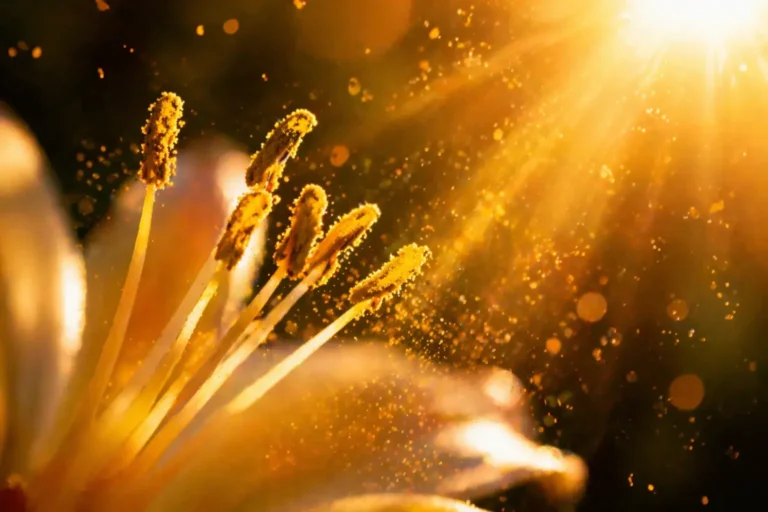 bloem met stuifmeel in warm zonlicht als metafoor voor altijd aan staan