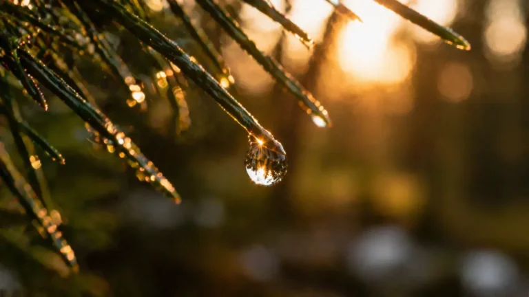 druppel hangend aan een dennennaald in warm licht als metafoor voor jezelf niet durven zijn