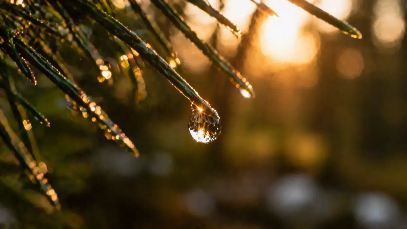 druppel hangend aan een dennennaald in warm licht als metafoor voor jezelf niet durven zijn