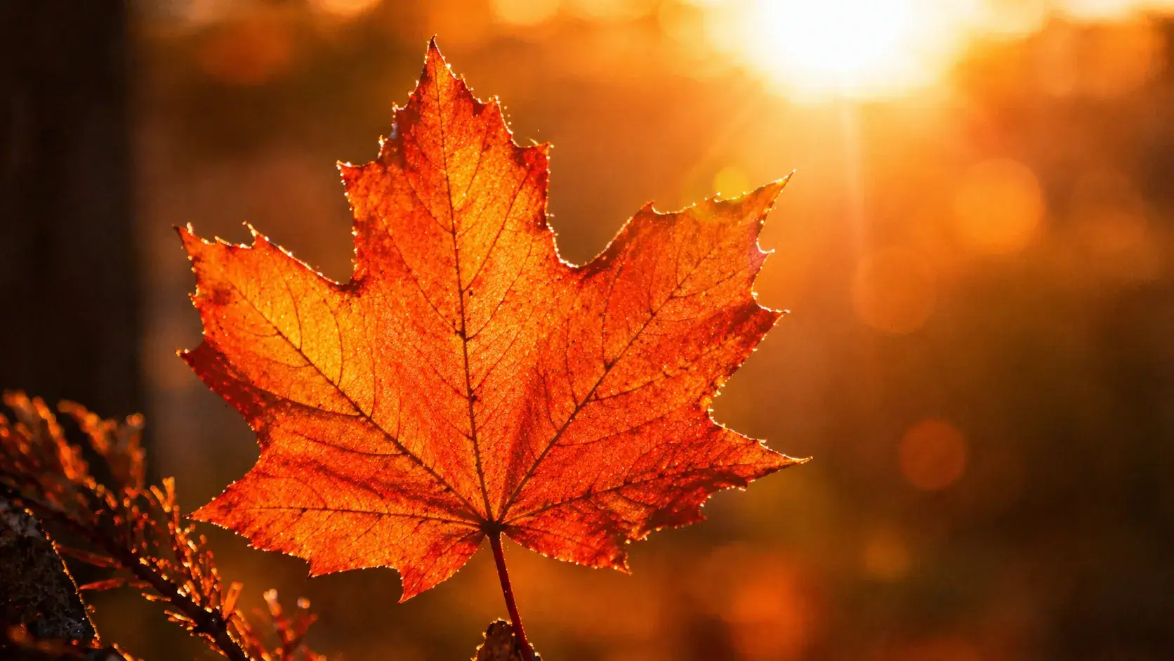 Herfstblad in warm zonlicht met zachte gloed, waarin diepte en intensiteit zichtbaar worden wanneer je aandacht vertraagt