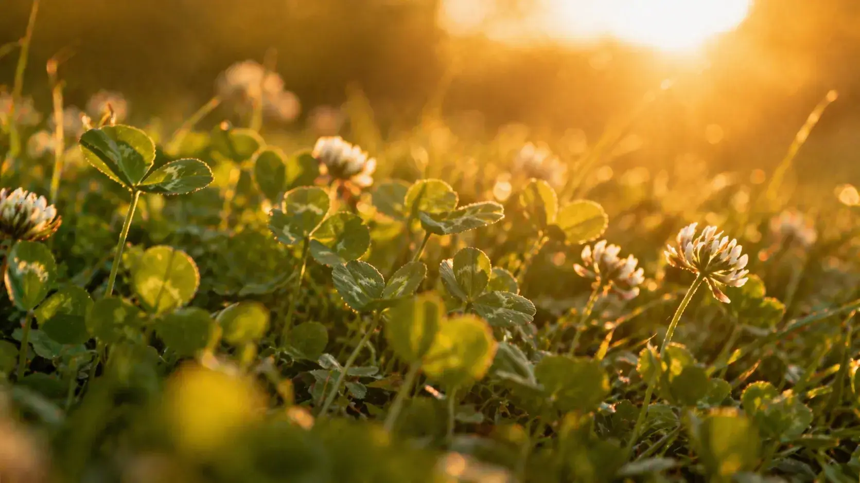 Zacht zonlicht over groen veld als symbool voor rust, ruimte en loslaten van controle