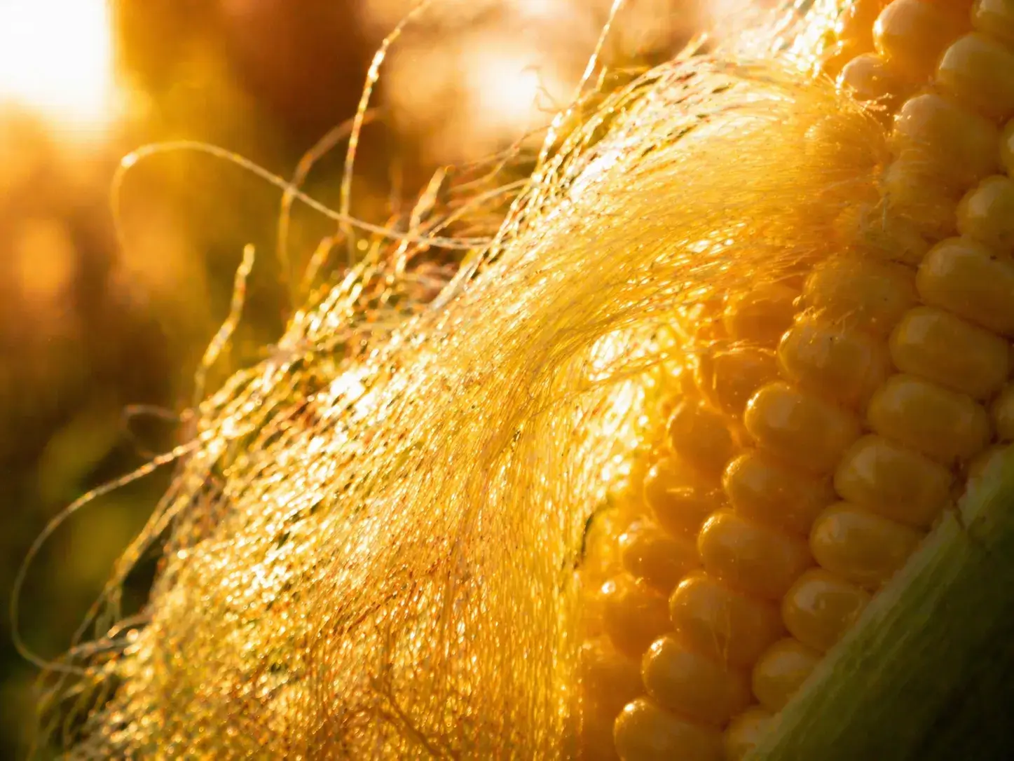 gouden maïskolf in warm zonlicht als metafoor voor gedrag veranderen en geleidelijke groei