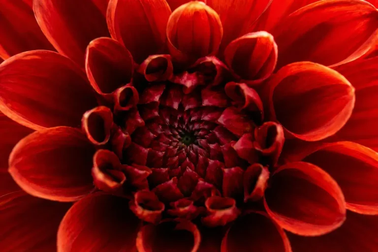 Close-up van een rode bloem met symmetrische lagen, symbool voor perfectie en interne standaard