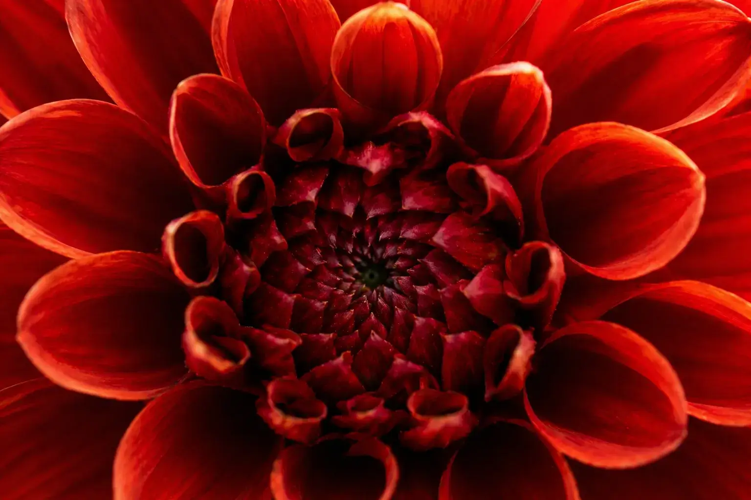 Close-up van een rode bloem met symmetrische lagen, symbool voor perfectie en interne standaard