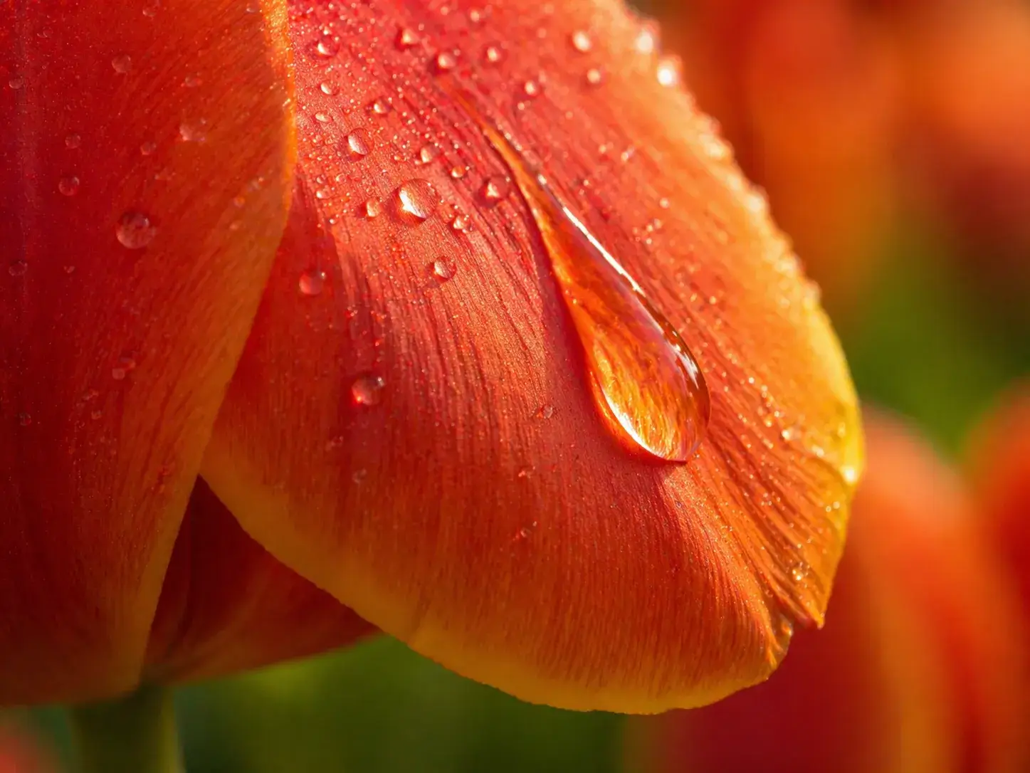 Close-up van een oranje bloemblad met dauwdruppel in warm zonlicht, waarin fijne details en nuances zichtbaar worden wanneer je aandacht vertraagt
