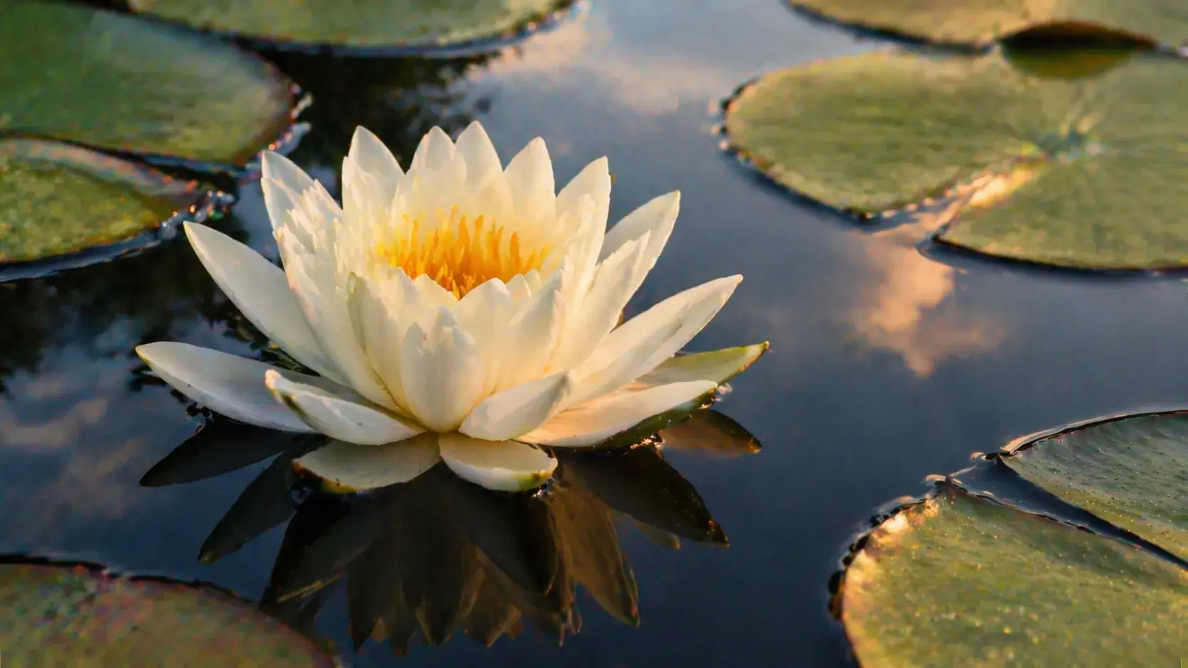 Witte waterlelie op rustig water in zacht zonlicht, symbool voor innerlijke rust, aanwezigheid en verbinding