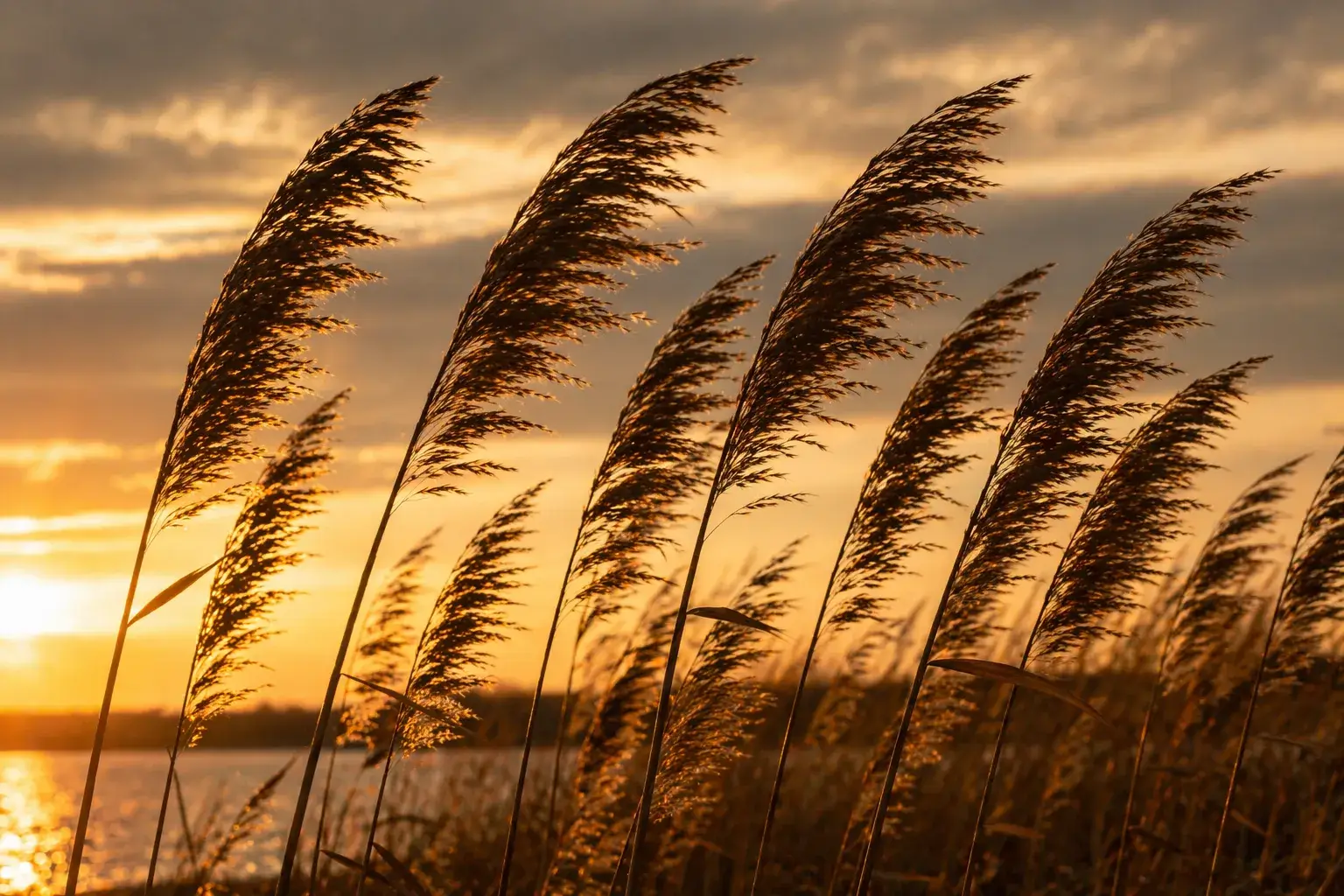 Rietpluimen in de wind bij zonsondergang, symbool voor verstilling, herhaling en het opnieuw voelen van betekenis in het moment