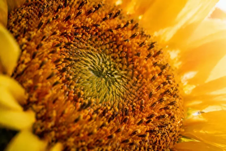 Close-up van een zonnebloem met warme gele en oranje tinten, symbool voor groei, openheid en beweging naar het licht